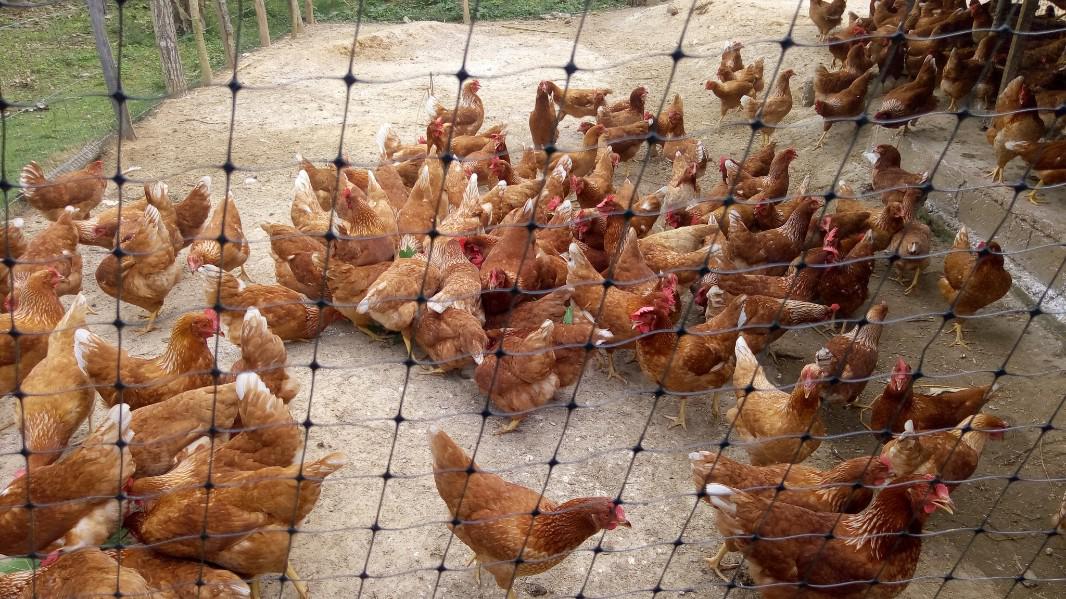 Gallina Criolla