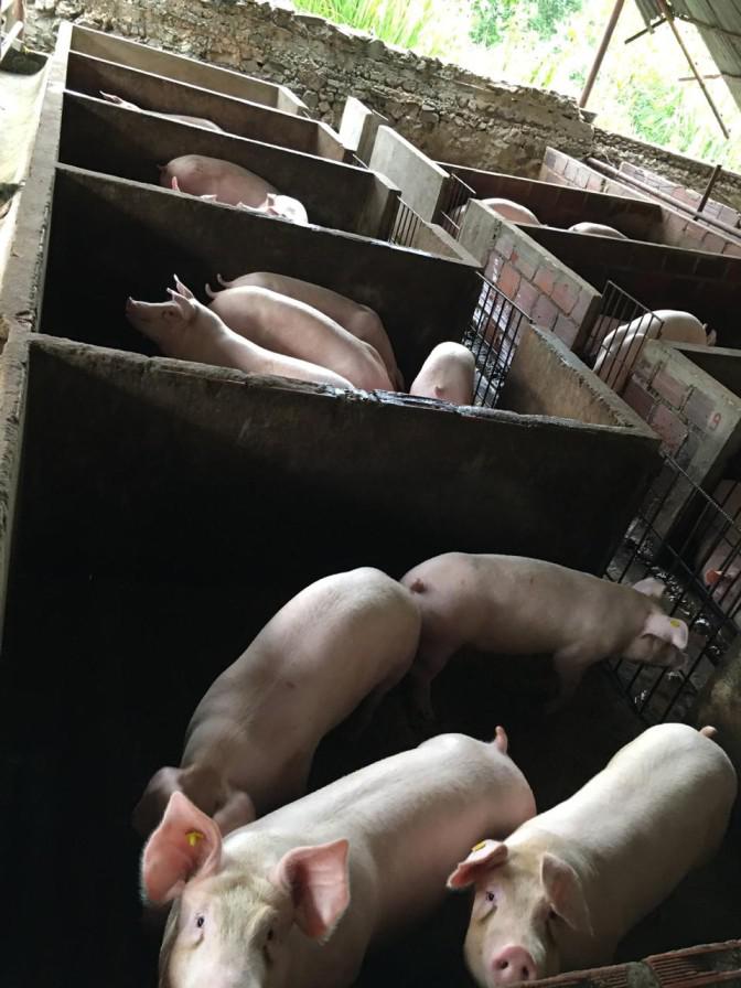 Cerdos De Raza En Pie Sacrificio