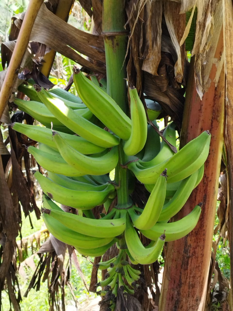 Platano Dominico Harton