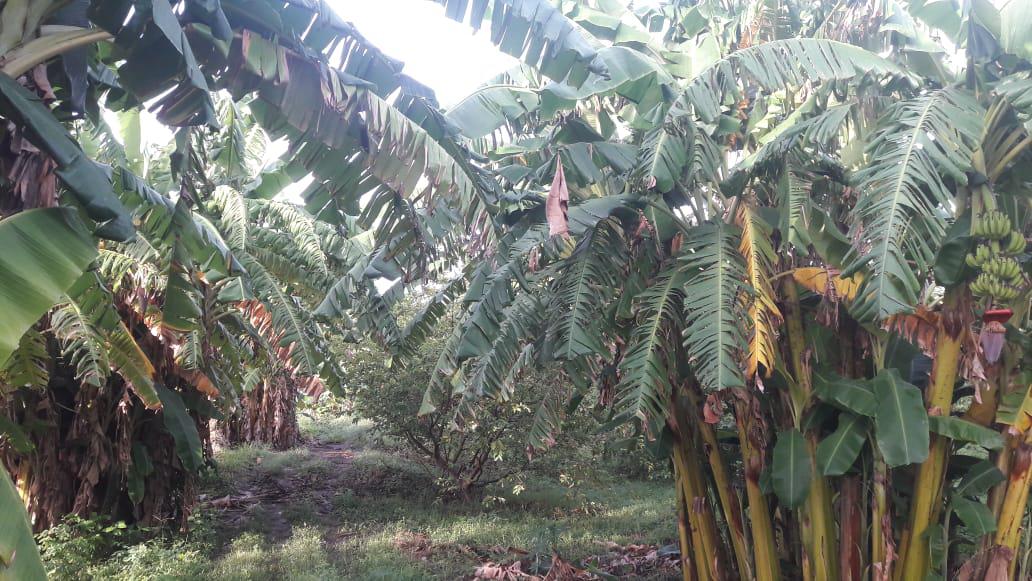 Platano Por Gajos