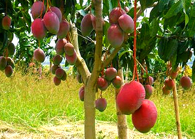 Mango Tommi