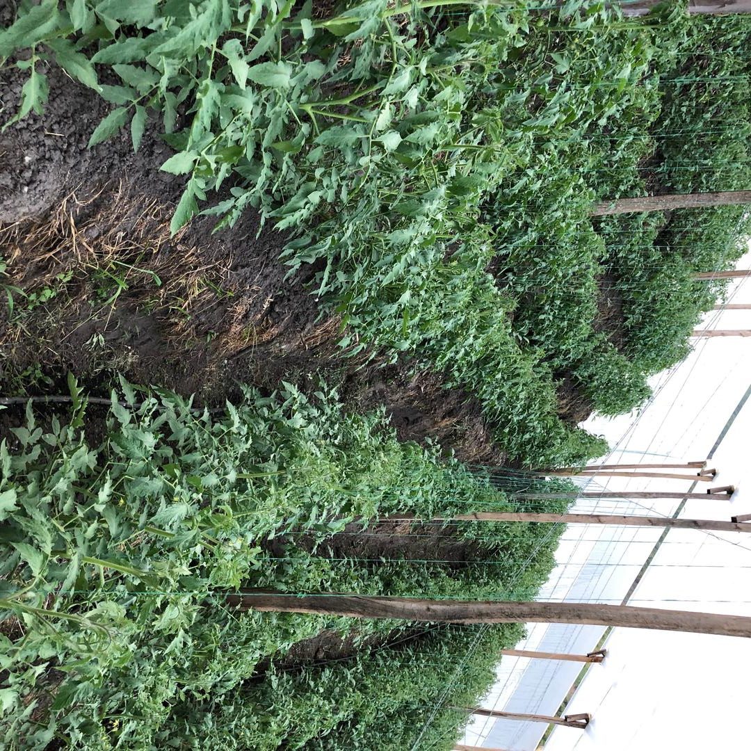 Tomate Roble F1