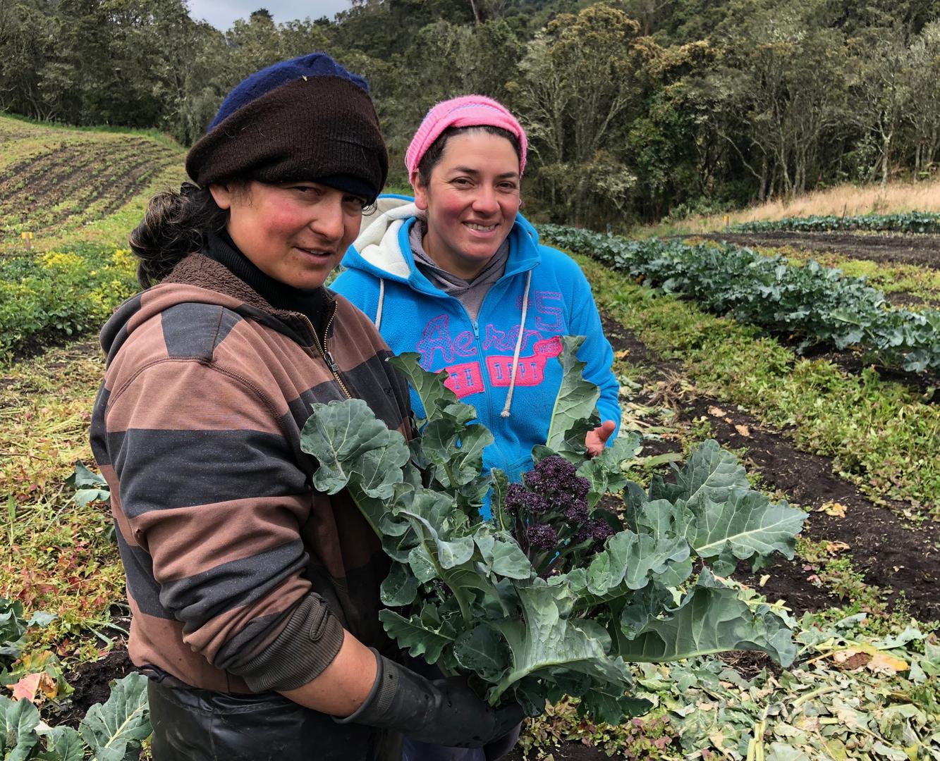 Brocoli Organico Morado