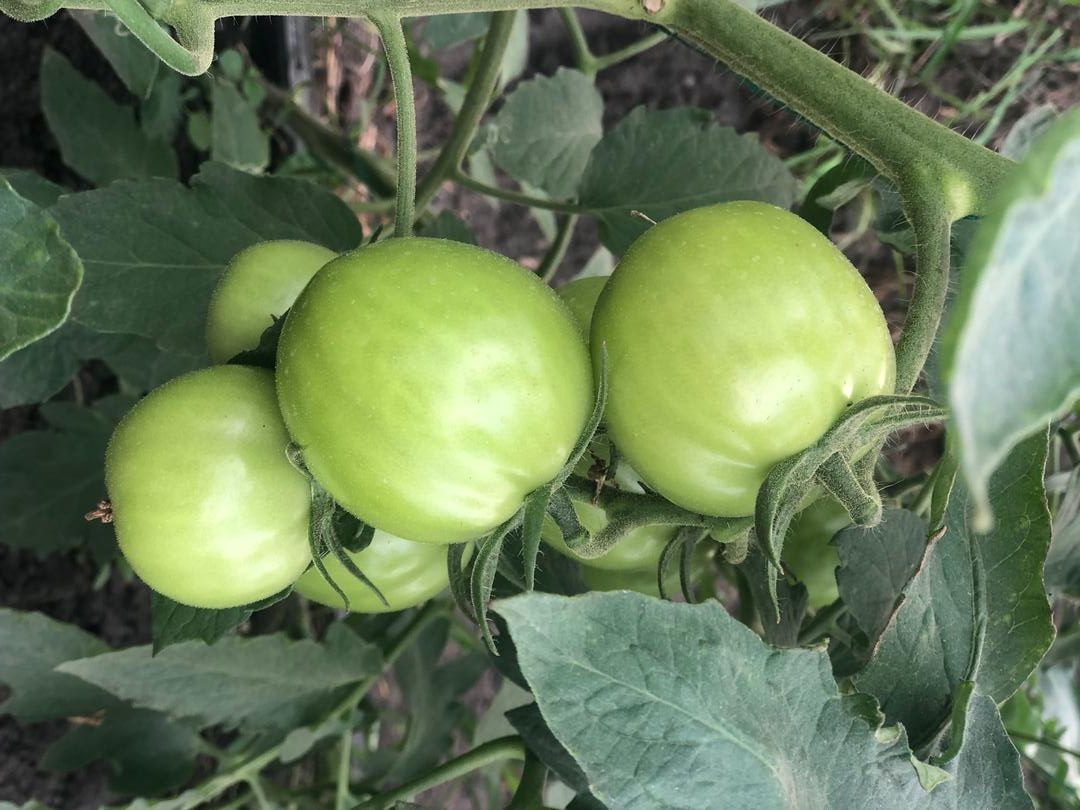 Tomate Roble F1 — foto 3 de 3