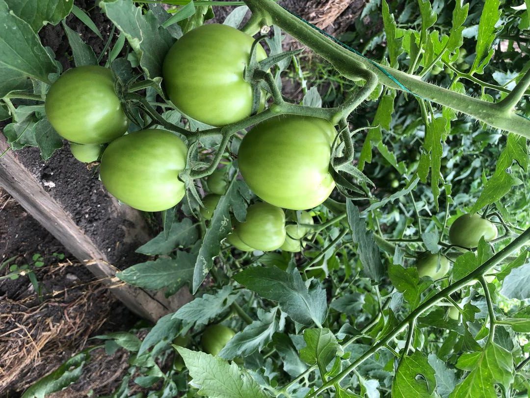 Tomate Roble F1