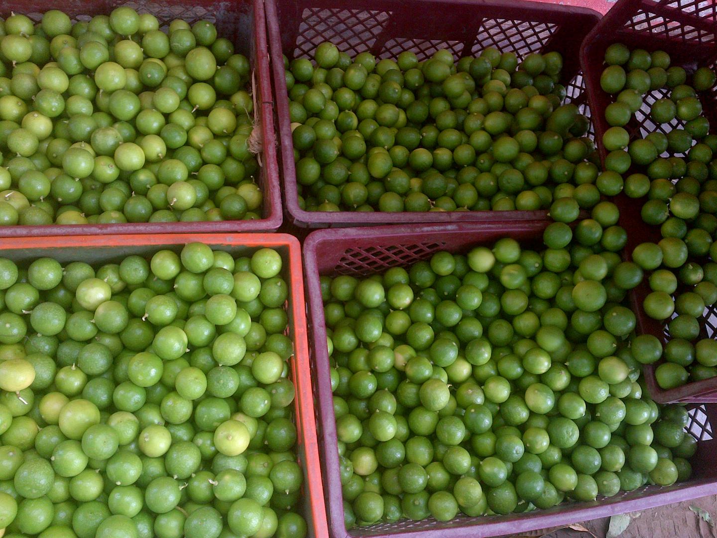 Limon Criollo