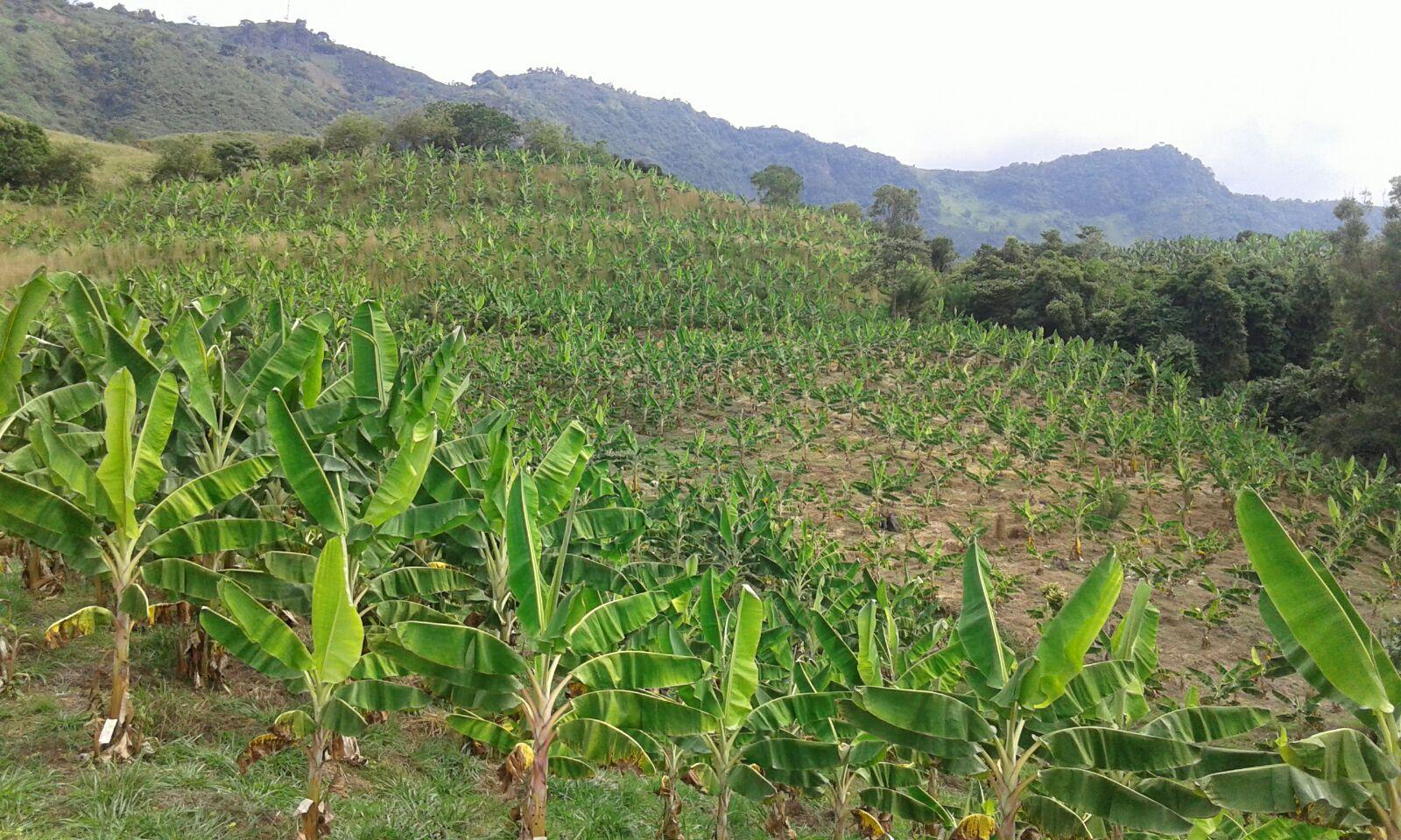 Platano