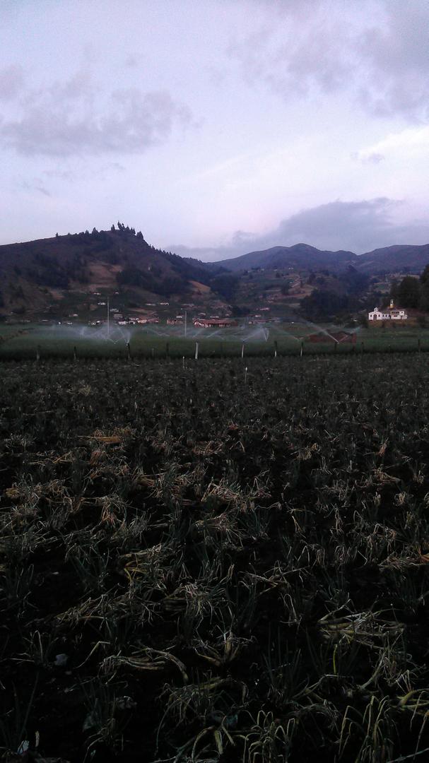 Cebolla