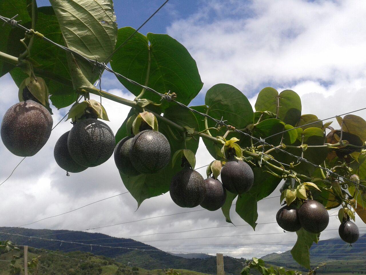 Granadilla