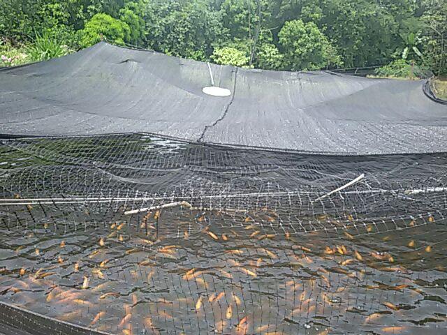 Tilapia