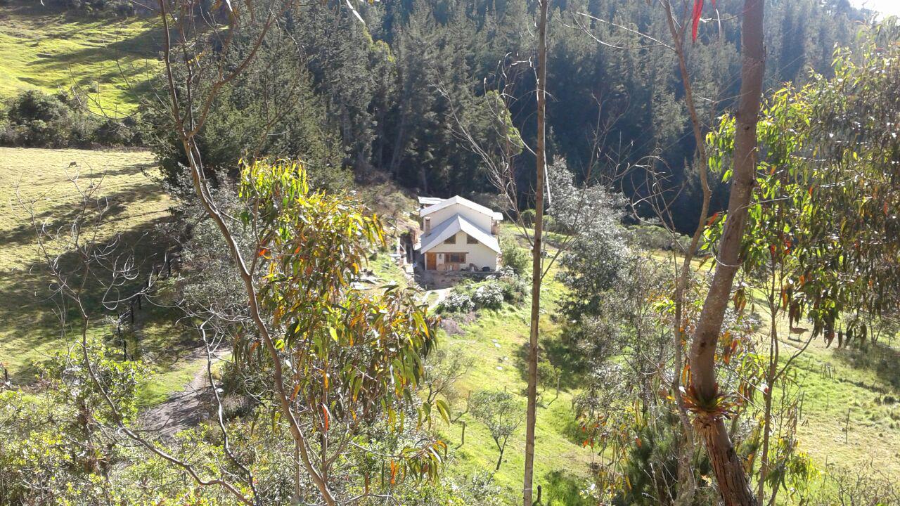 Arveja Verde