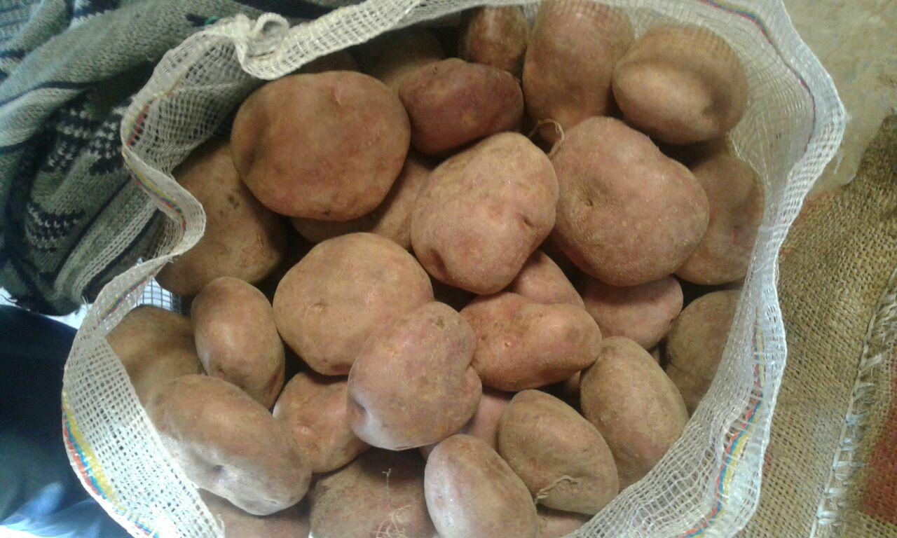 Papa R 12 — foto 2 de 5