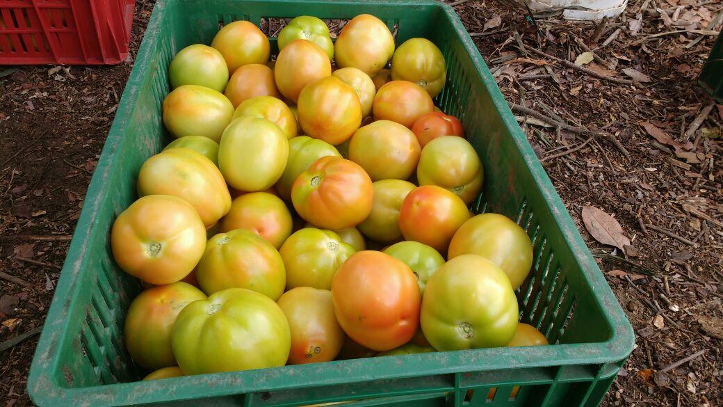 Tomate