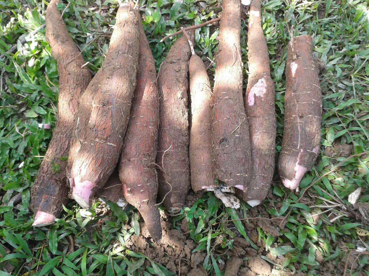 Yuca