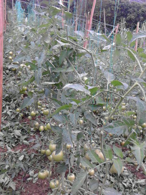 Tomate Chonto