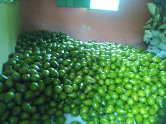 Aguacate
