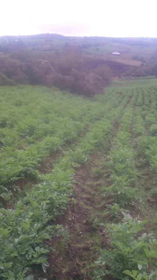 Cultivo De Papa