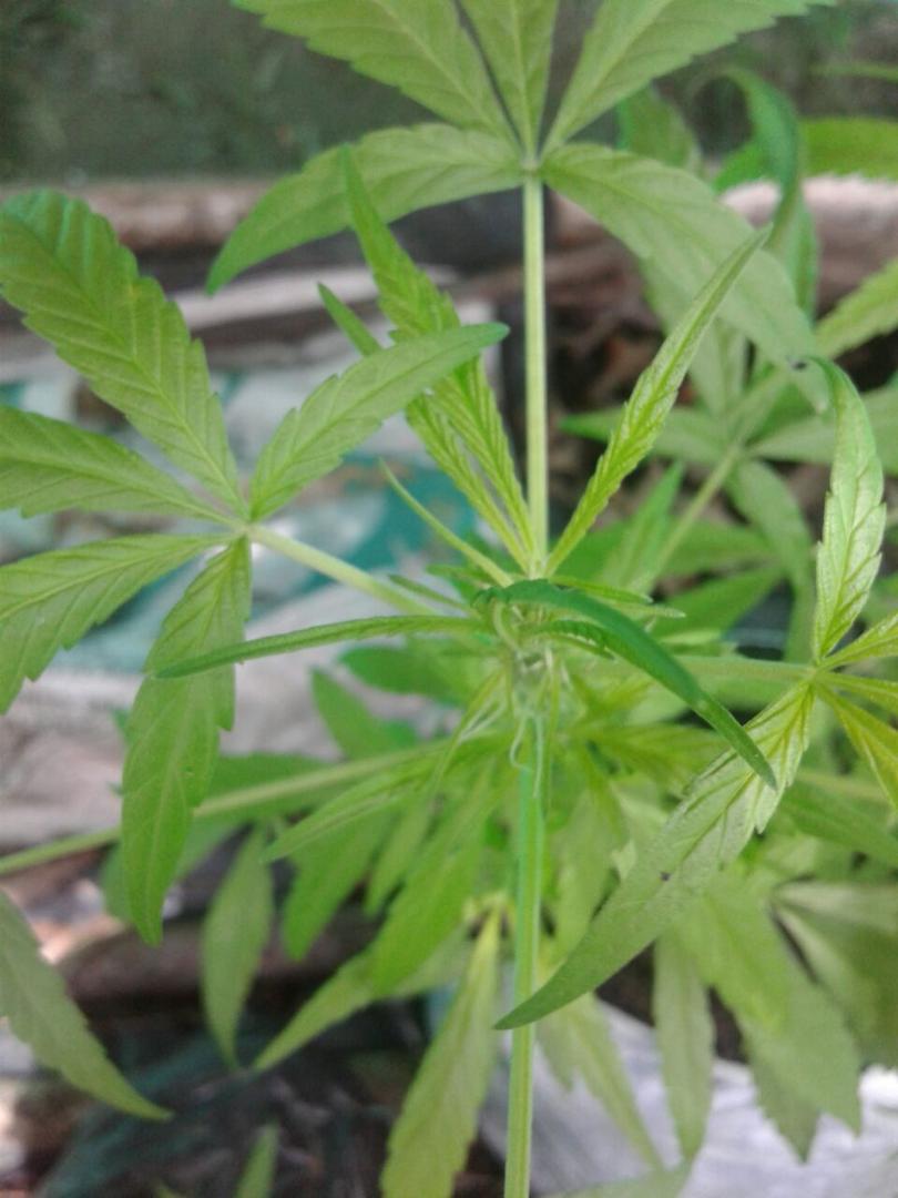 Aceite De Canabis No Psicoactivo