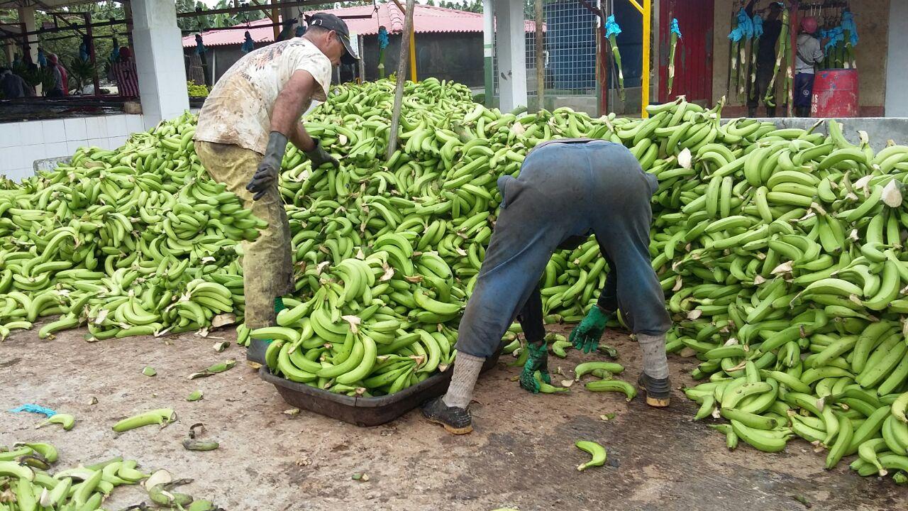 Banano Verde Cajas Y Granel