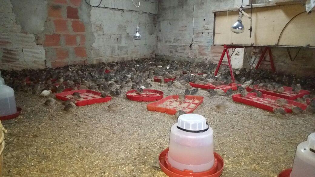 Venta De Huevos De Codorniz