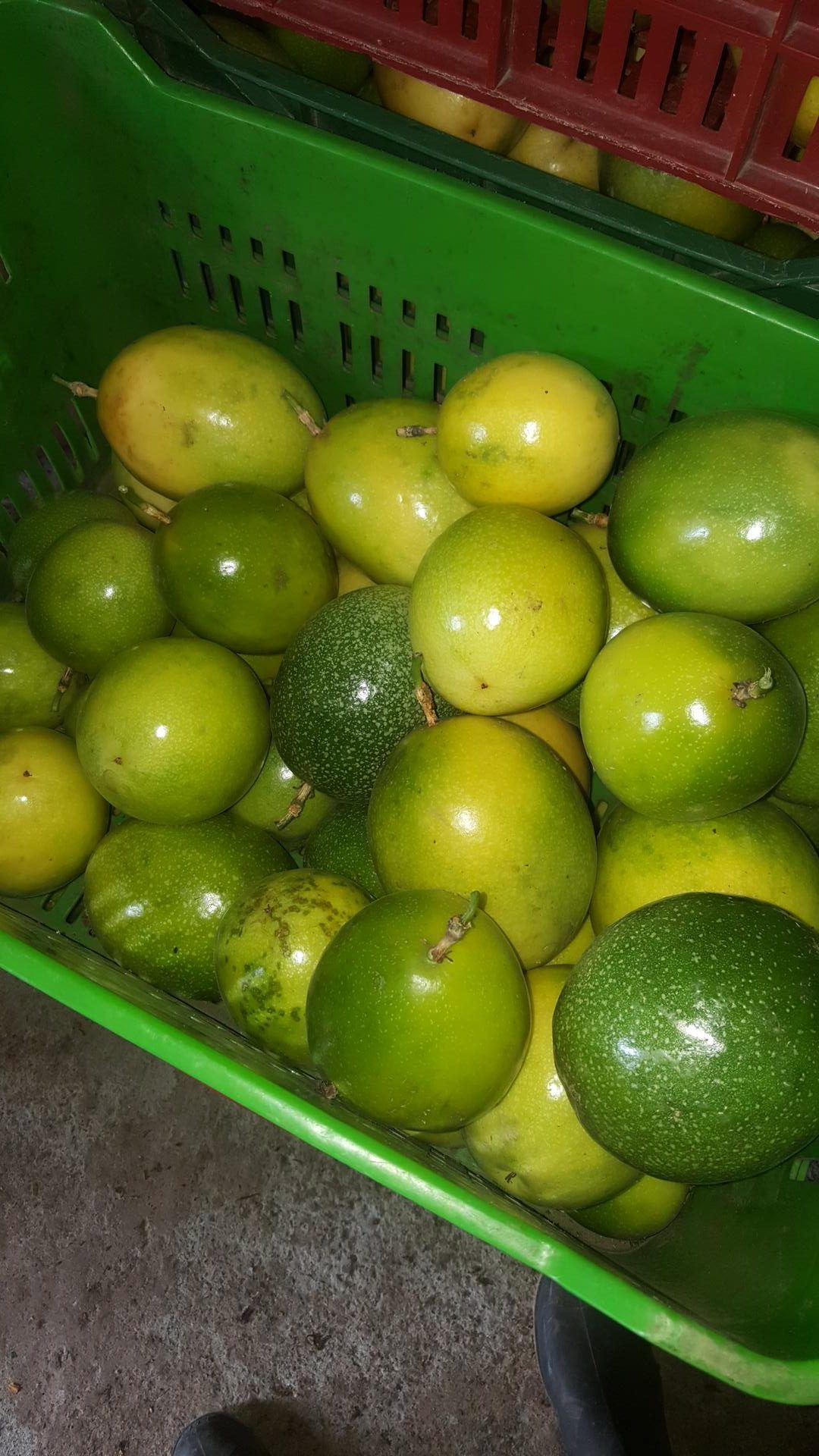 Maracuya