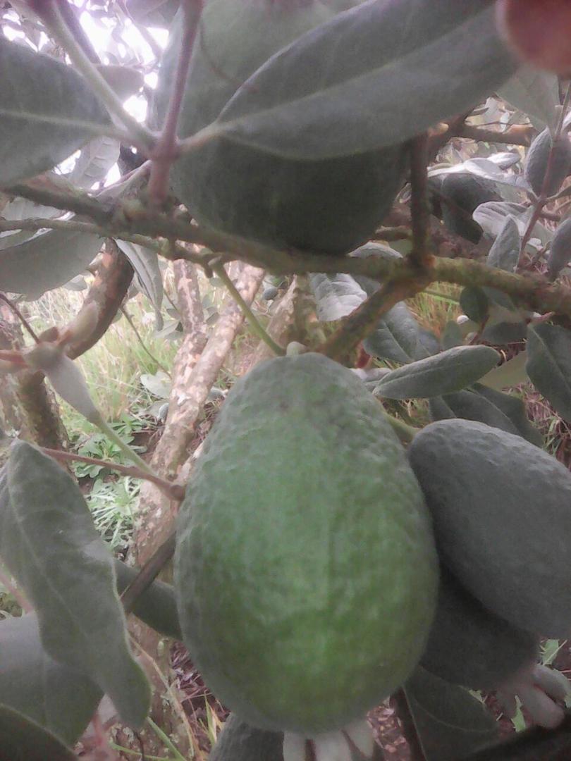 Feijoa