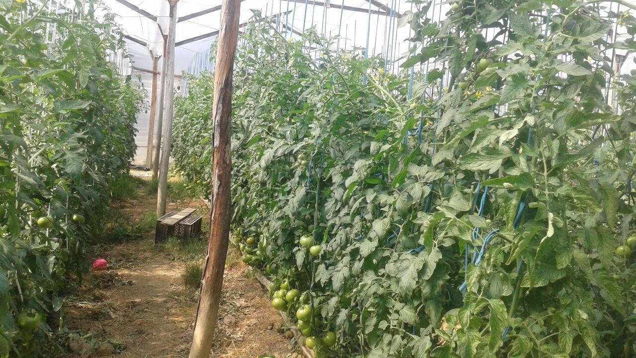 Tomate