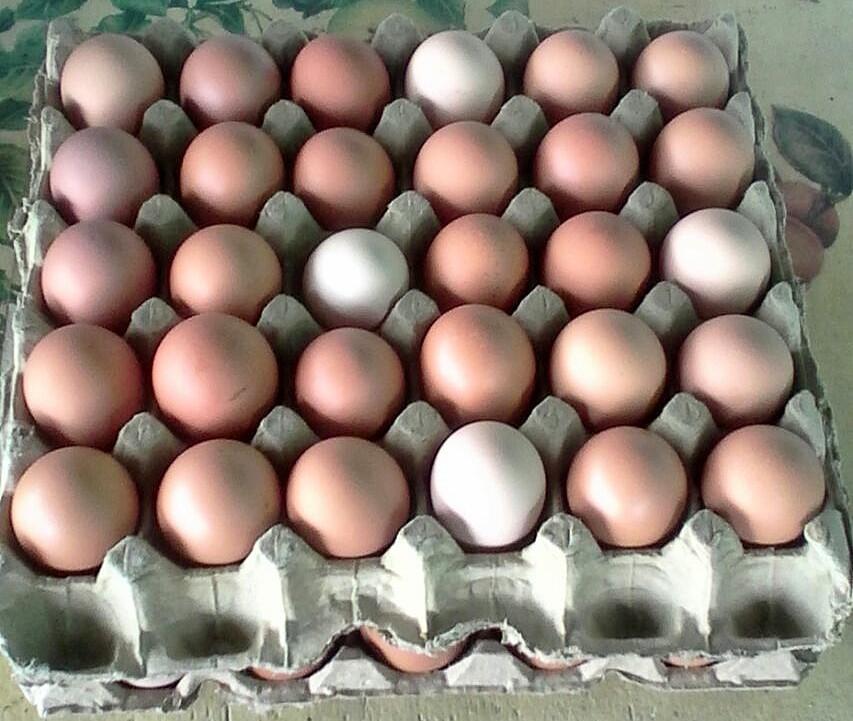 Huevos Gallina Caminante