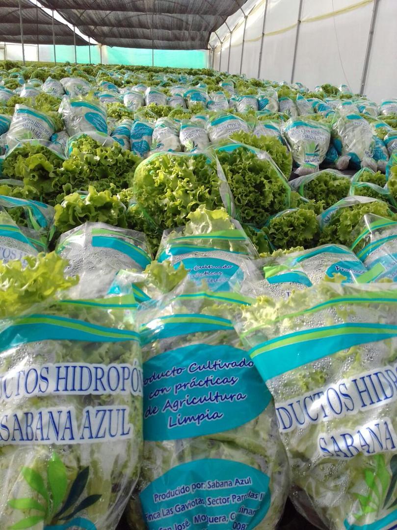 Lechuga Hidroponica