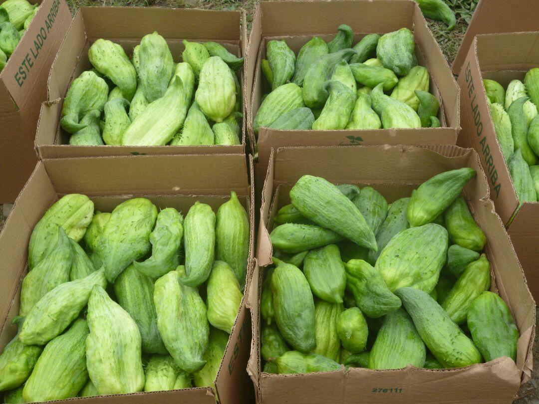 Pepino