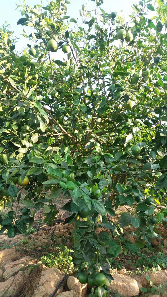 Mandarina