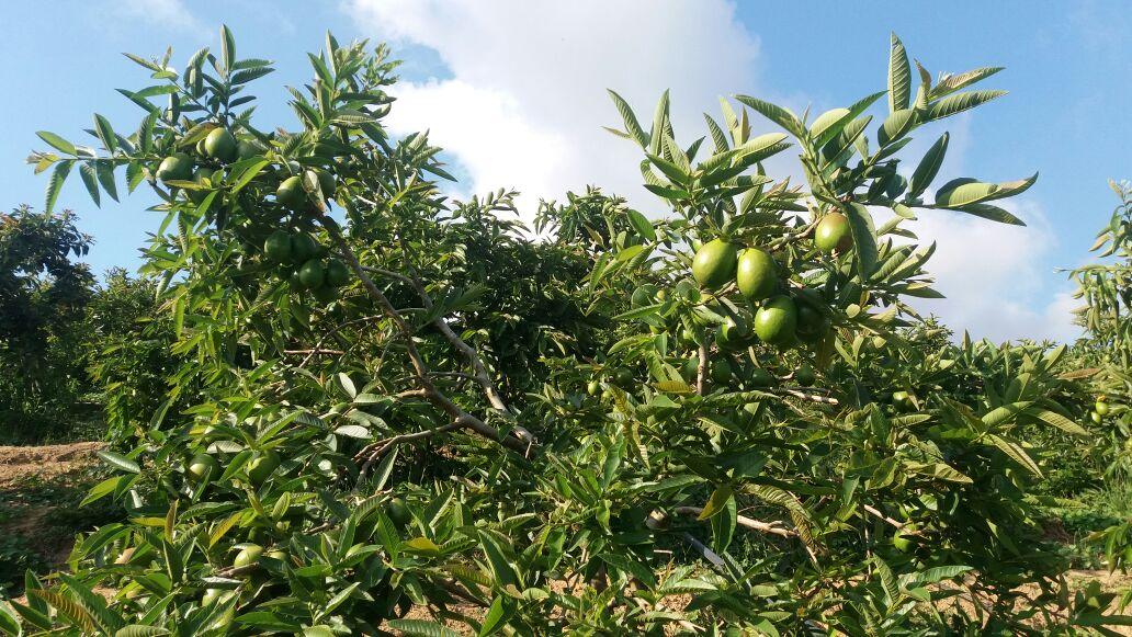Guayaba