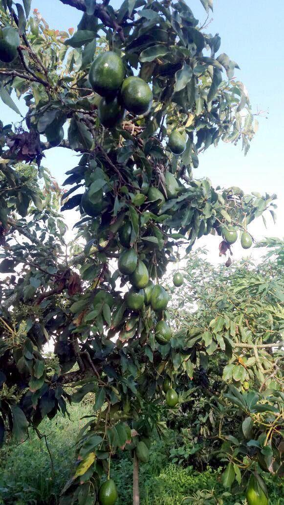 Aguacate