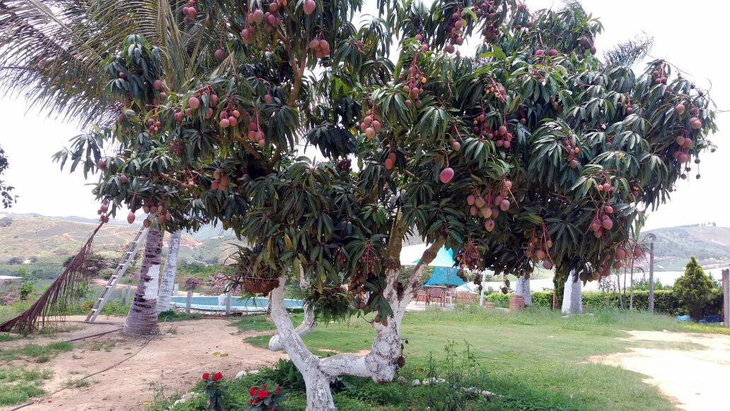 Mango