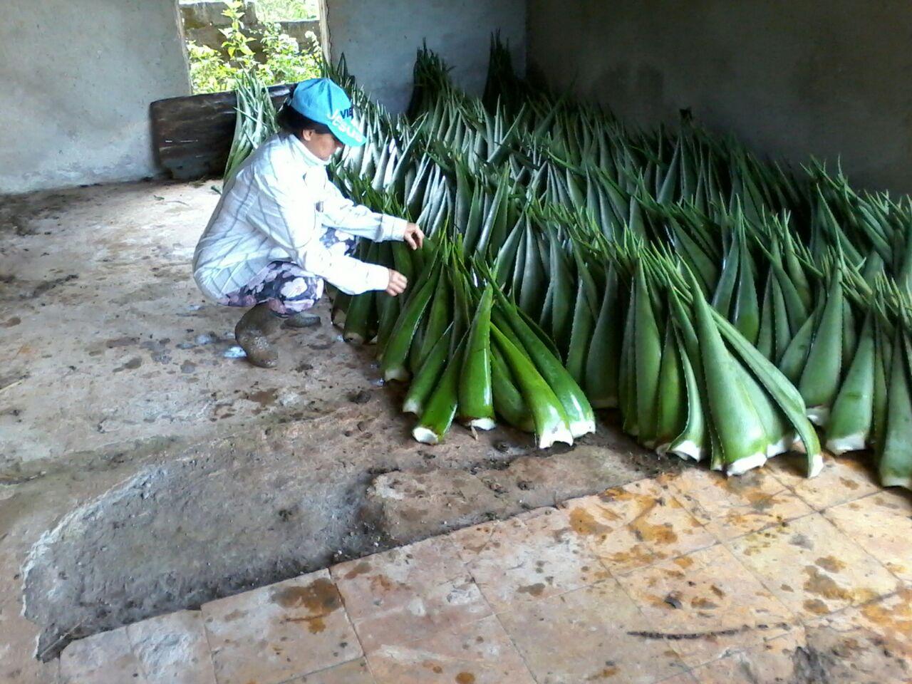 Sabila Aloe Vera Barbadensis Miller