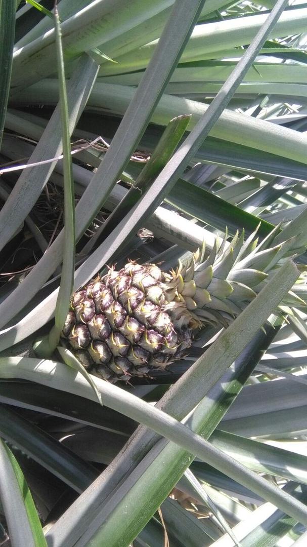 Pina Gold Oro Miel