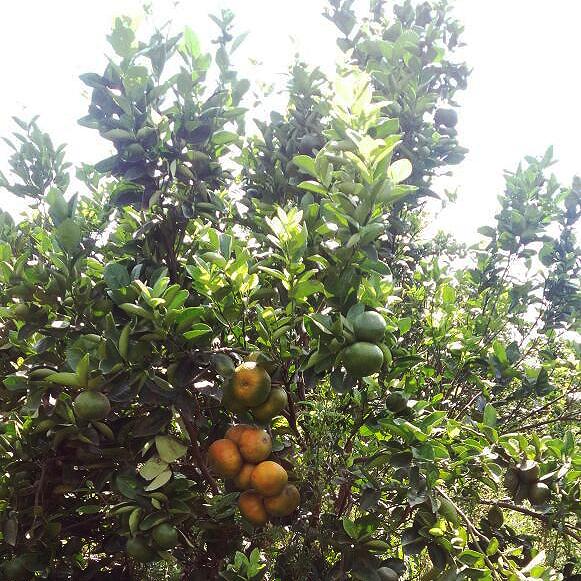 Mandarina — foto 3 de 3