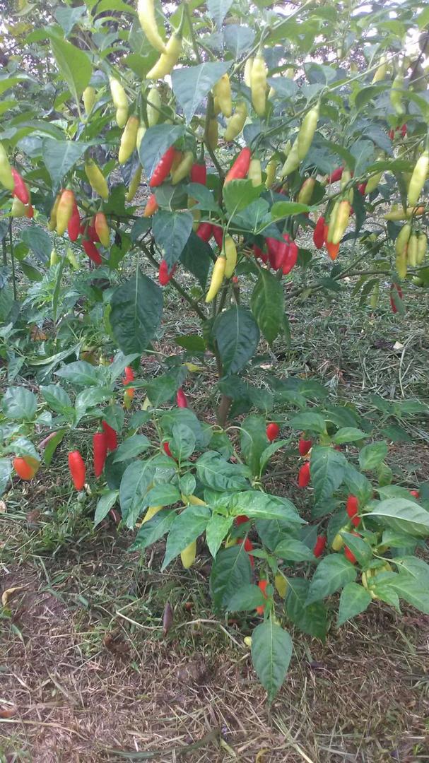 Aji