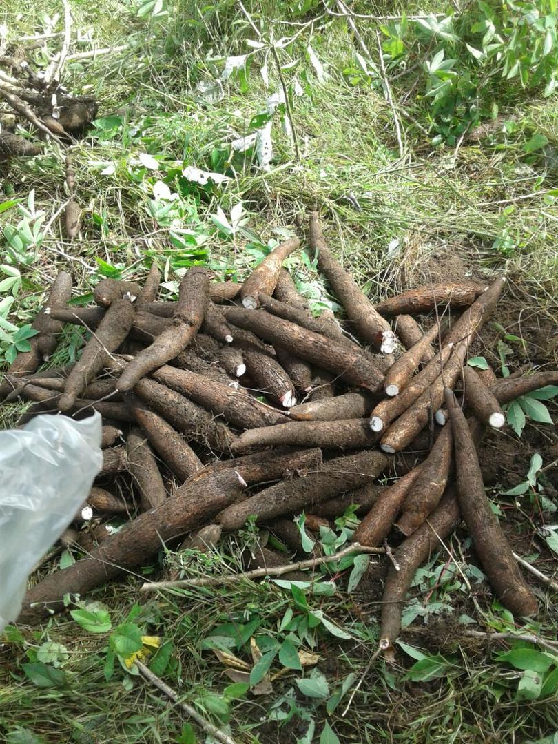 Yuca