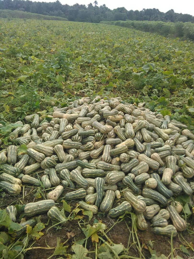 Ahuyama