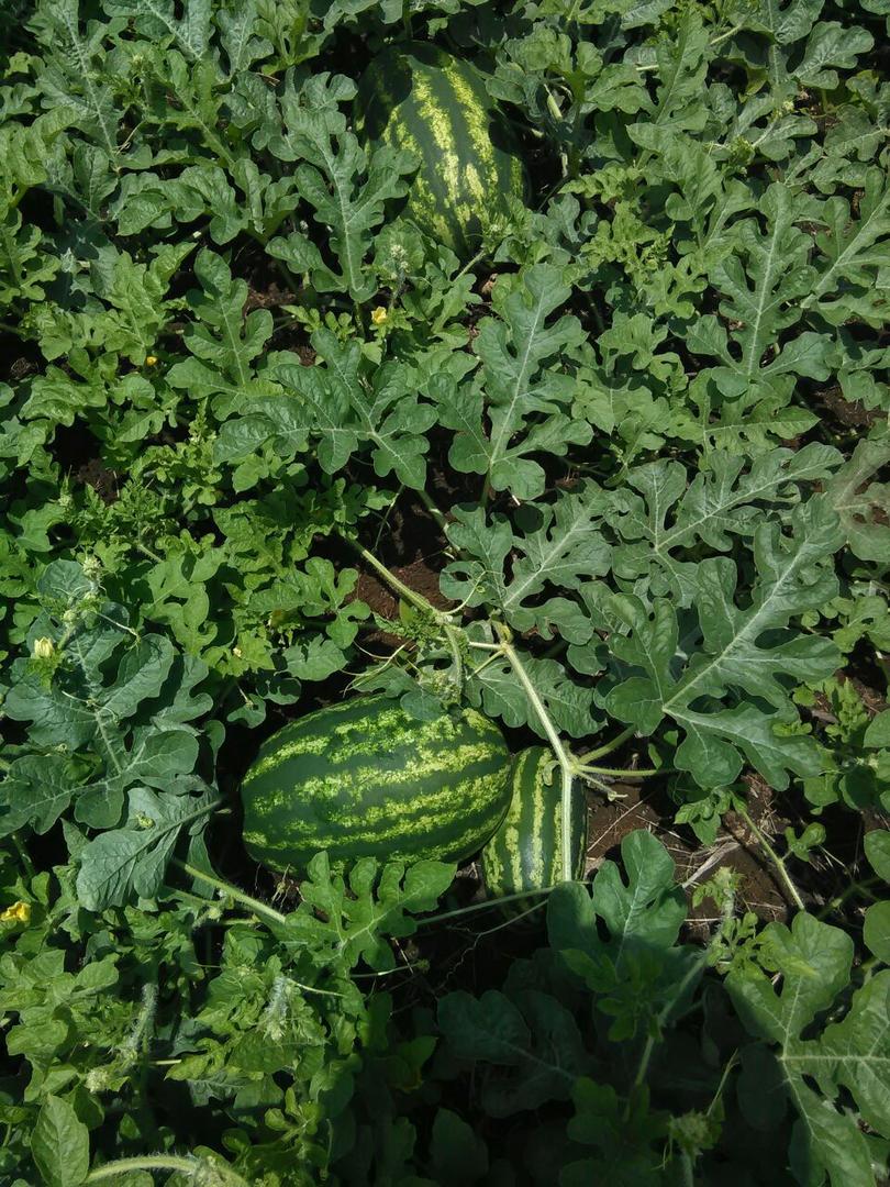 Patilla