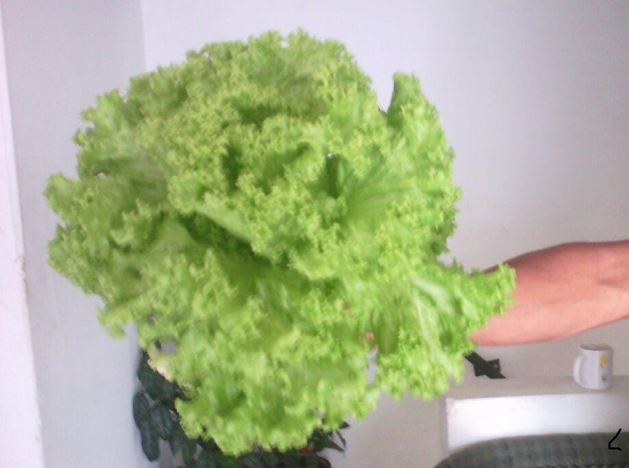 Lechuga Hidroponica