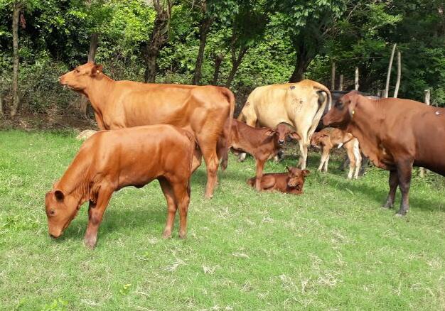 Terneros Para Ceba Cruzados De Senepol Y Brangus
