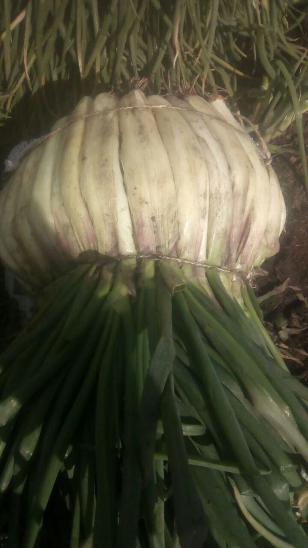 Cebolla Larga Junca