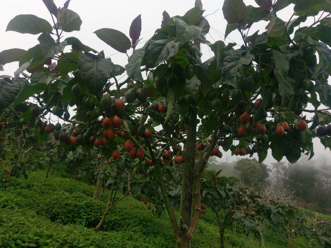 Tomate De Arbol