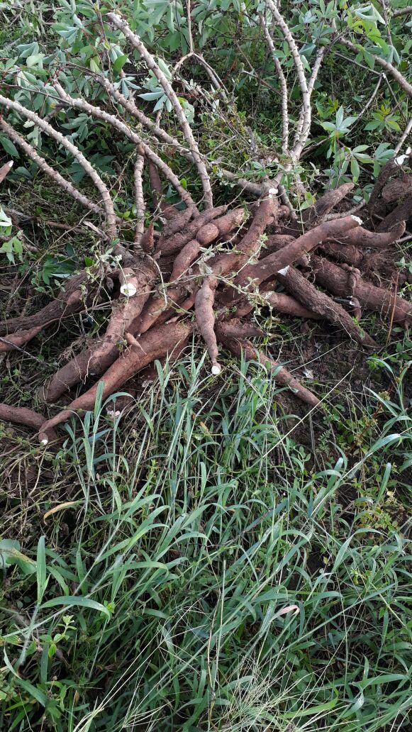 Yuca