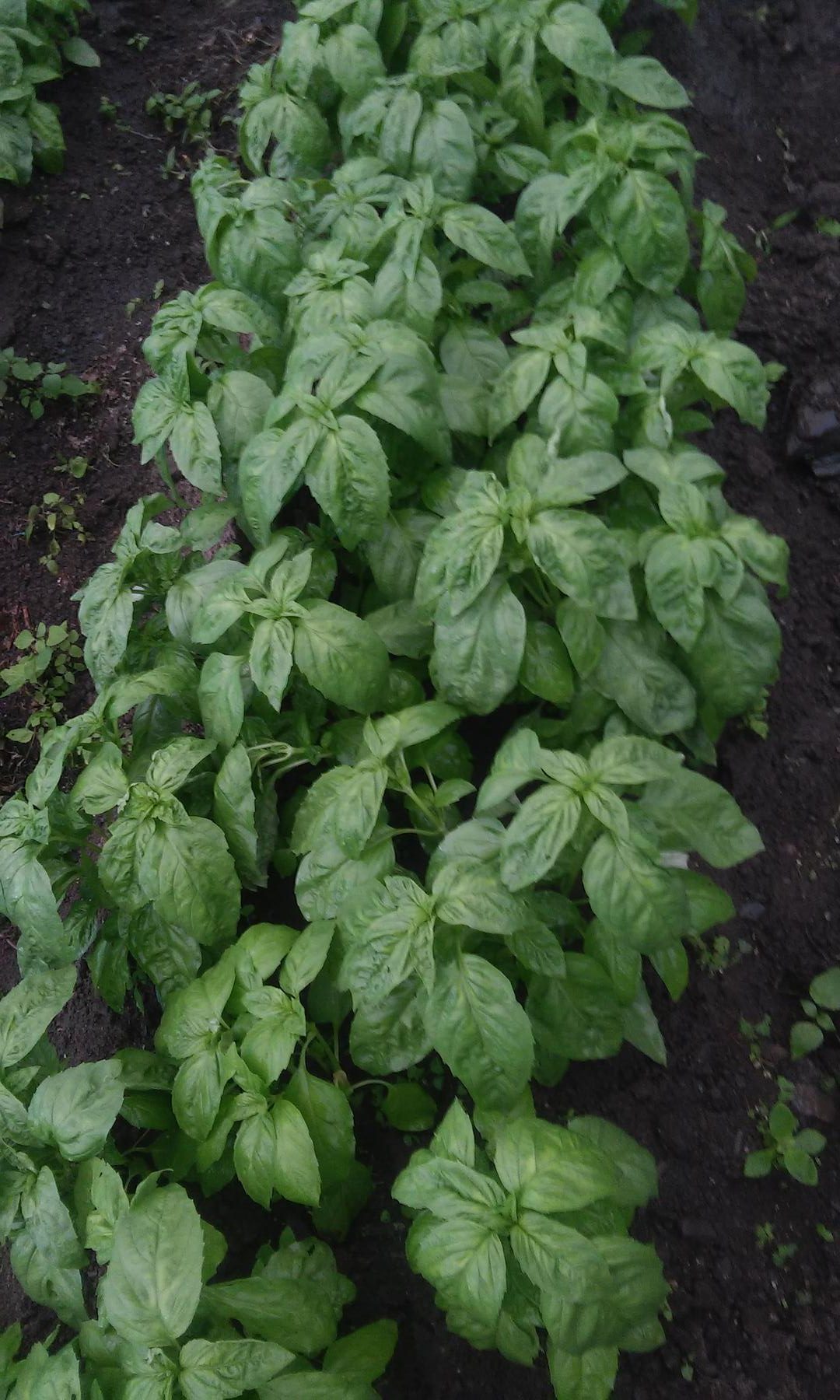 Albahaca