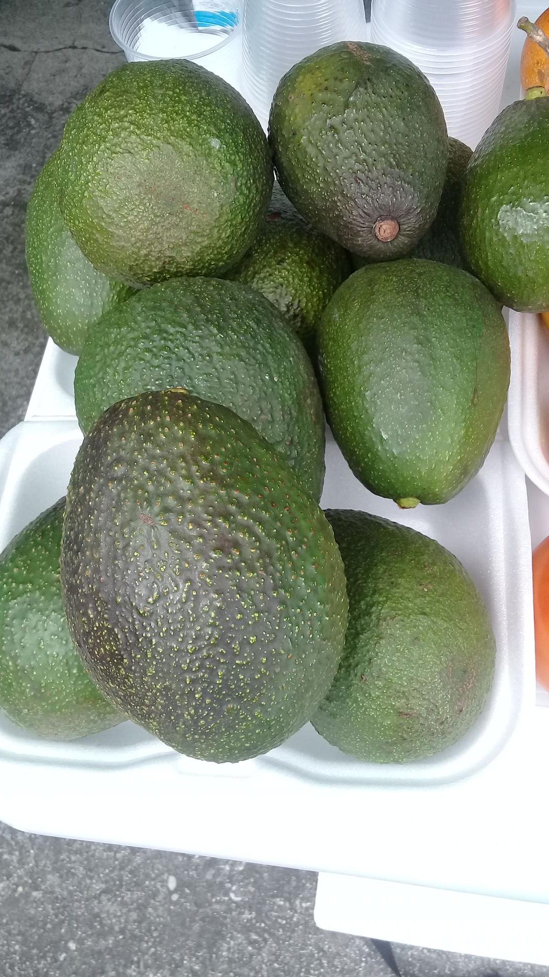 Aguacate Hass