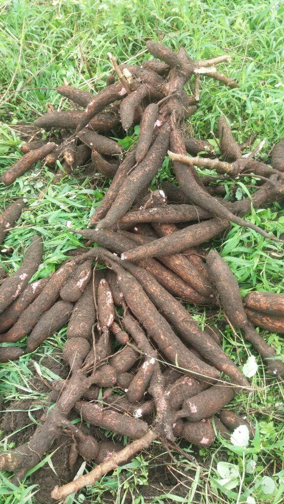 Yuca