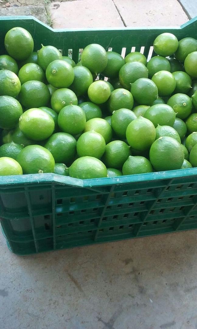 Limon